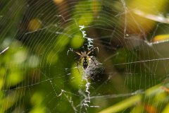 Argiope Aurantia (Yellow Garden Spider)