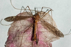 CraneFly