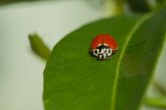 Spotless Ladybug