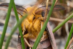 Tiger Moth