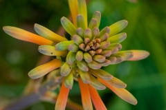 Aloe