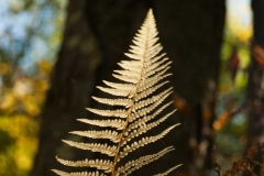 Fern