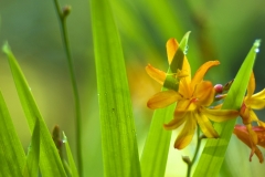 Day Lilly