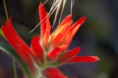 IndianPaintBrush