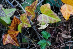 Ivy