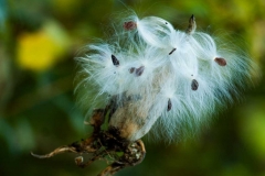 Milkweed