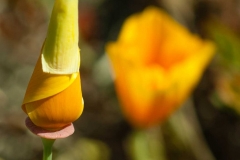 Poppy