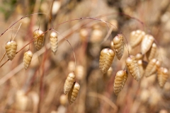 RattlesnakeGrass