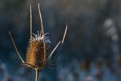 Teasel