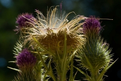 Thistle